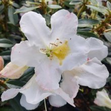 Rhododendron White Dove Picture of Rhododendron White Dove (30615)