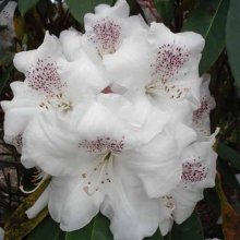 Rhododendron White Pearl Picture of Rhododendron White Pearl (7001)