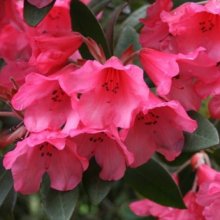 Rhododendron Winsome Picture of Rhododendron Winsome (4770)