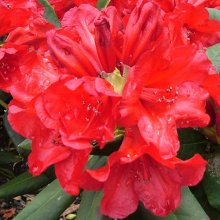 Rhododendron Witchery Picture of Rhododendron Witchery (29874)