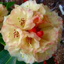 Rhododendron Yellow Moon Picture of Rhododendron Yellow Moon (4692)