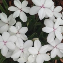 Rhodohypoxis Baurii White Picture of Rhodohypoxis Baurii White (8325)