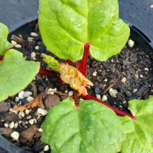 Rhubarb Heritage Ruby Red Picture of Rhubarb Heritage Ruby Red (30305)