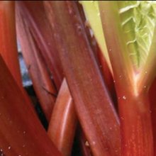 Rhubarb Winter Wonder Picture of Rhubarb Winter Wonder (28440)
