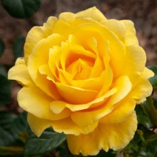 Richards Rose-Rose Picture of Richards Rose-Rose (30901)