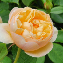 Roald Dahl Std 45cm-Rose Picture of Roald Dahl Std 45cm-Rose (30186)
