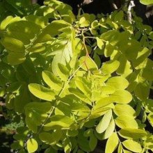 Robinia Frisia Picture of Robinia Frisia (4789)