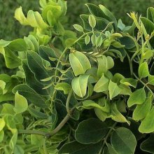 Robinia Lace Lady H/W 1.5m Picture of Robinia Lace Lady H/W 1.5m (11949)