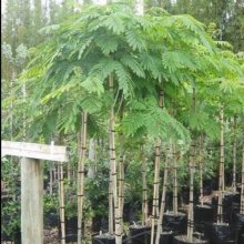 Robinia Mop Top H/W 1.2m Picture of Robinia Mop Top H/W 1.2m (4797)