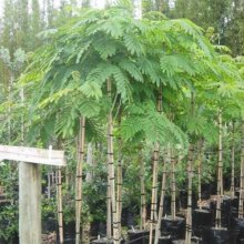 Robinia Mop Top H/W 1.5m Picture of Robinia Mop Top H/W 1.5m (4796)