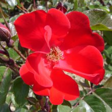 Picture of Robusta-Rose (29803)