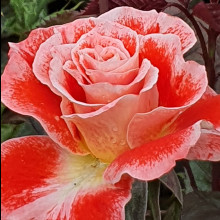 Rock N Roll-Rose Picture of Rock N Roll-Rose (4800)