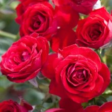 Picture of Roma-Rose (8436)