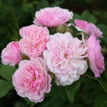 Romantic Siluetta Clg-Rose Picture of Romantic Siluetta Clg-Rose (30577)
