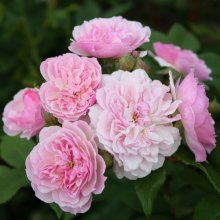 Romantic Siluetta Std Weeper 1.8m-Rose Picture of Romantic Siluetta Std Weeper 1.8m-Rose (30590)