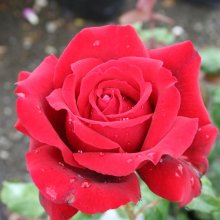 Romeo-Rose Picture of Romeo-Rose (4803)