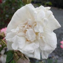 Picture of Alba Maxima-Rose (151)