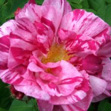 Picture of Rose Rosa Mundi-Rose (4815)