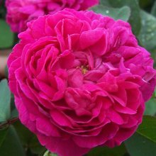 Picture of Rose de Rescht-Rose (4810)