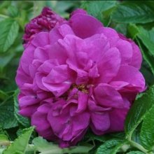 Picture of Roseraie de l Hay-Rose (4837)