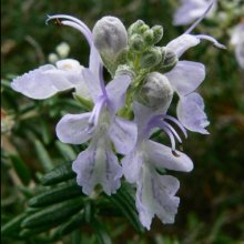 Rosmarinus Officinalis Picture of Rosmarinus Officinalis (4832)
