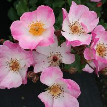 Rosy Cushion-Rose Picture of Rosy Cushion-Rose (4838)