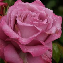 Royal Amethyst Std 80cm-Rose Picture of Royal Amethyst Std 80cm-Rose (4842)