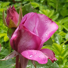 Royal Amethyst-Rose Picture of Royal Amethyst-Rose (4841)