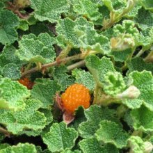 Picture of Rubus Pentalobus (4848)