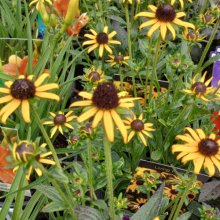 Rudbeckia Little Gold Star Picture of Rudbeckia Little Gold Star (10290)