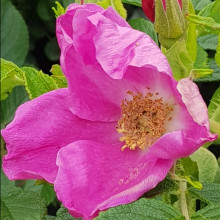 Picture of Rugosa Scabrosa-Rose (4896)