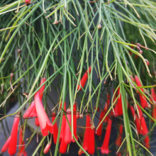 Picture of Russelina Juncea (30988)