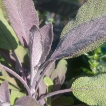 Sage Purple Picture of Sage Purple (8989)