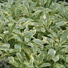 Sage Variegated Picture of Sage Variegated (9108)