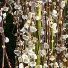Salix Kilmarnock Std 1.7m Picture of Salix Kilmarnock Std 1.7m (9542)