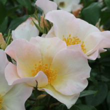 Sally Holmes Std 80cm-Rose Picture of Sally Holmes Std 80cm-Rose (4870)