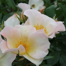 Sally Holmes-Rose Picture of Sally Holmes-Rose (4869)