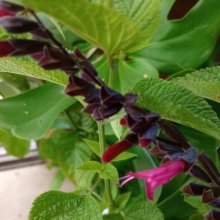 Picture of Salvia Amante (29222)