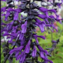 Picture of Salvia Amistad (8595)