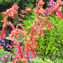 Picture of Salvia Embers Wish (9254)