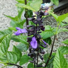 Picture of Salvia Lake McKenzie (29743)