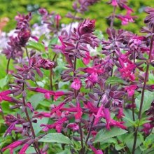 Picture of Salvia Love and Wishes (9250)
