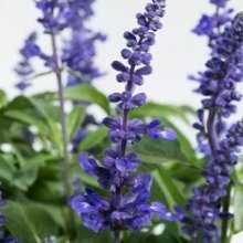 Picture of Salvia Sallyfun Deep Ocean (10184)
