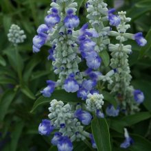 Picture of Salvia Sallyfun Sky Blue (10221)