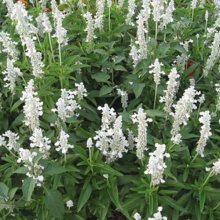 Salvia Sallyfun White Picture of Salvia Sallyfun White (10910)