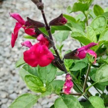 Salvia So Cool Magenta Picture of Salvia So Cool Magenta (30126)