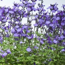 Salvia So Cool Pale Blue Picture of Salvia So Cool Pale Blue (10794)