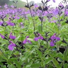 Salvia So Cool Violet Picture of Salvia So Cool Violet (10351)