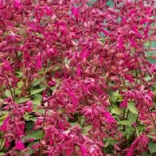 Salvia Wendys Wish Picture of Salvia Wendys Wish (9253)