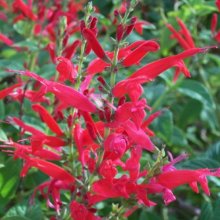 Picture of Sage Pineapple (10596)